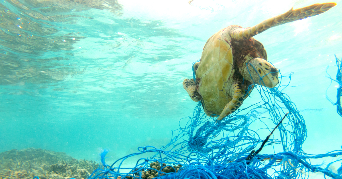How does ocean plastic pollution affect marine species? - Malta  Sustainability Forum